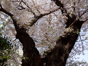 22.3.31*桜の老木*30-342.5.jpg