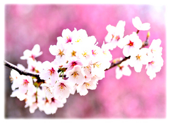 22.4.3*桜-40-337.8.jpg