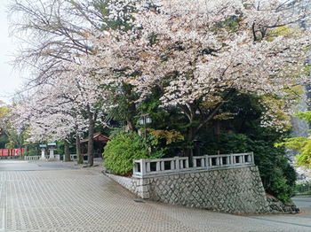 24.4.7*日枝神社の桜10-642.jpg