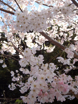 3.19*古木の桜*26-257.5.jpg