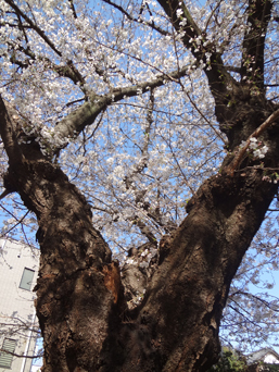 3.19*朝の桜*26-257.5.jpg