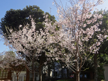 3.22可愛い桜の木*35.5-330.8.jpg