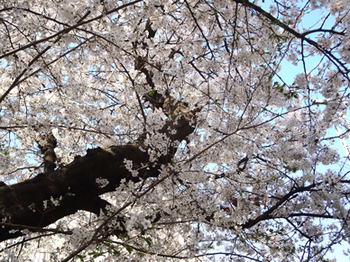 3.23の桜が満開*29.5-330.8.jpg