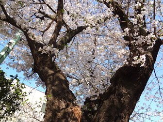 3.24*老木の桜*25.2-248.1.jpg