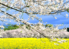 3.31*桜と菜の花*36-157.1.jpg