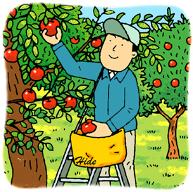3.4*りんごの収穫*55-219.1.jpg