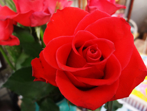 5.18*赤いバラ*58−184.6.jpg