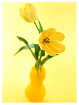 6.21*黄色い花*42.2-284.0.jpg