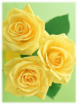 6.3*黄色い薔薇*87-908.jpg