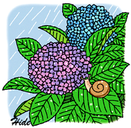 6.9*紫陽花とカタ*80-203.4.jpg