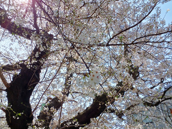 公園の桜*35*24.4.2_1133.jpg