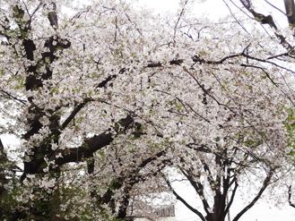 公園桜*25-238.1.jpg
