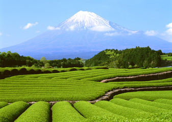 富士山と茶畑.jpg
