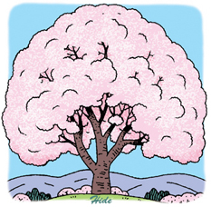 桜の大木*48-155.6.jpg