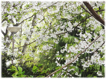 桜の若葉*65-400ボカシ15.jpg