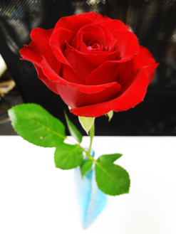 真っ赤な薔薇*72-238.1.jpg