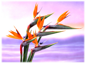 色鮮やかな花*33-188.8.jpg