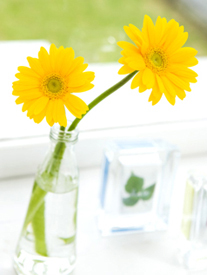 黄色い花*33-166.8.jpg